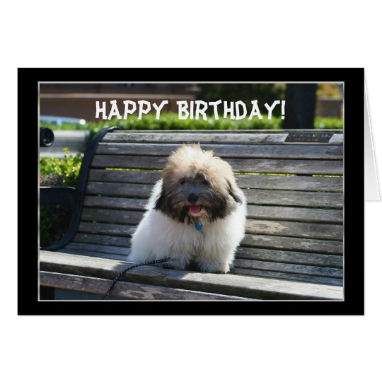 Happy Birthday Coton de Tulear Puppy greeting card
