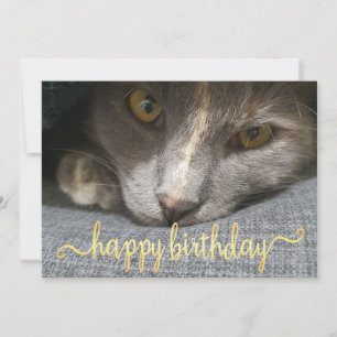 happy birthday cute cat photo gold calligraphy invitation