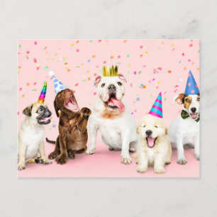 Happy Birthday Cute Party Animals Postcard