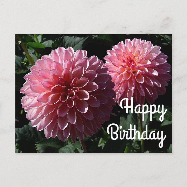 Happy Birthday Dahlia Valley Porcupine #1 Postcard (Front)