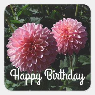 Happy Birthday Dahlia Valley Porcupine #1 Stickers