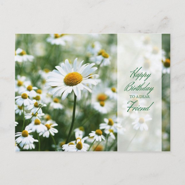 Happy Birthday Daisies for Friend Postcard (Front)