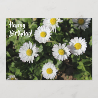Happy Birthday Daisies Photography Card