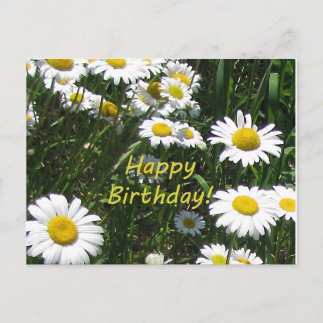 Happy Birthday Daisies Postcard (Front)