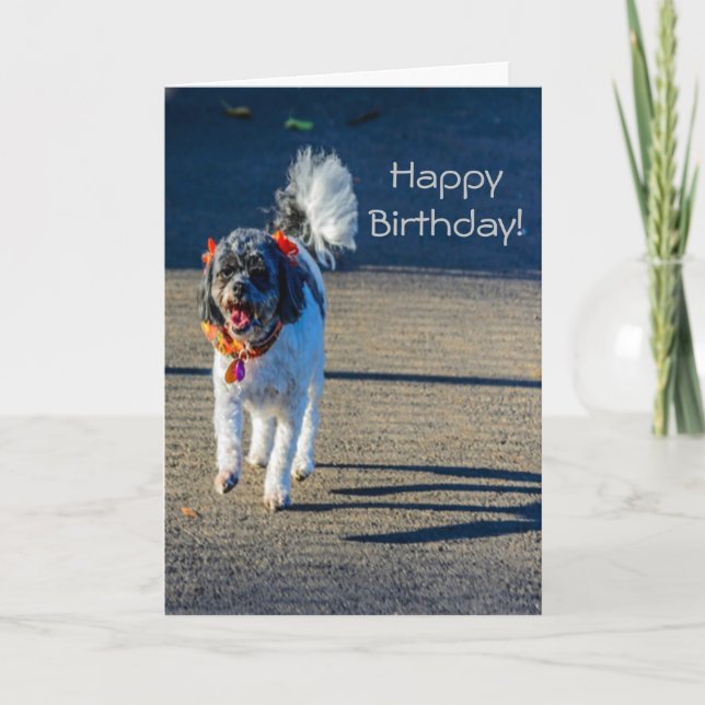 Happy Birthday Dog Card (Front)