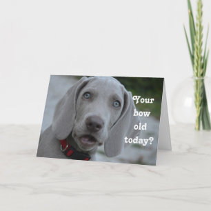 Happy Birthday Dog Humour Card