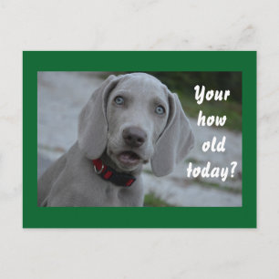 Happy Birthday Dog Humour Postcard