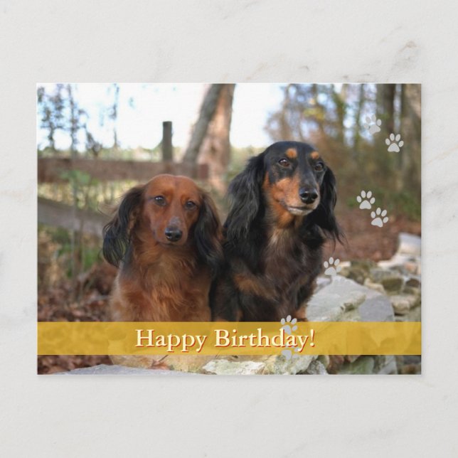Happy Birthday! -  dog postcard (Front)