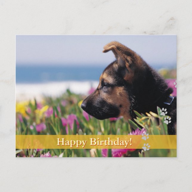 Happy Birthday! -  dog postcard (Front)