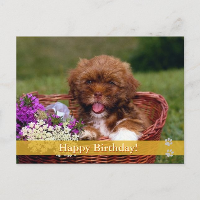 Happy Birthday! -  dog postcard (Front)