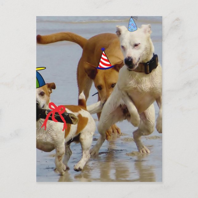 happy birthday dogs postcard (Front)