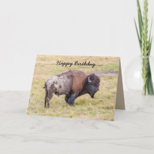 Happy Birthday, Dusty Bison Bull Humour Card