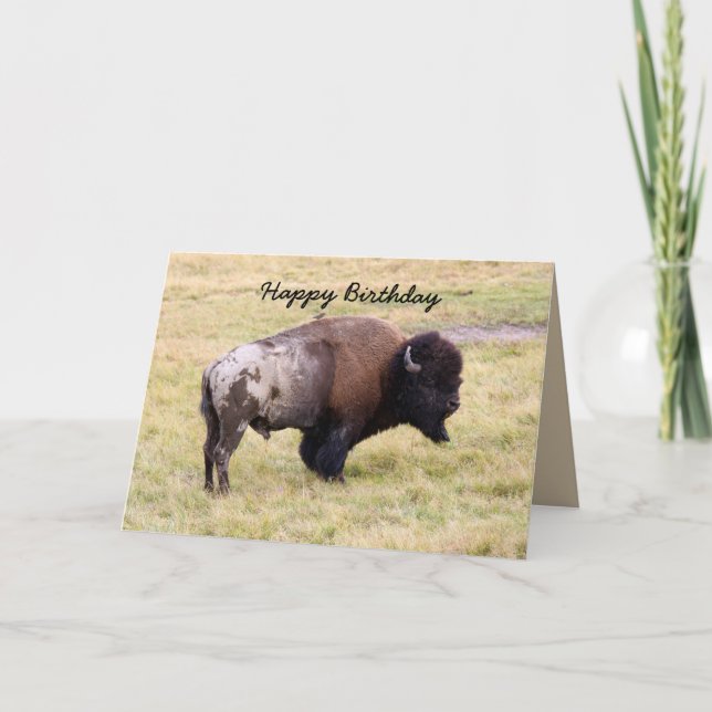 Happy Birthday, Dusty Bison Bull Humour Card (Front)