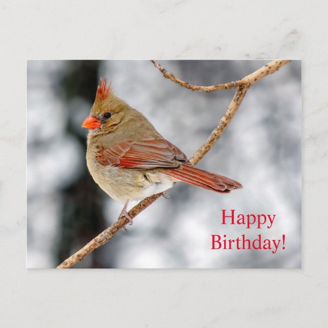 Happy Birthday Female Northern Cardinal Postcard (Front)