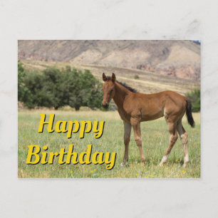 Happy Birthday Foal Postcard