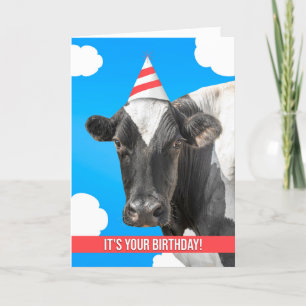 Happy Birthday For Anyone Cow Humour  Holiday Card