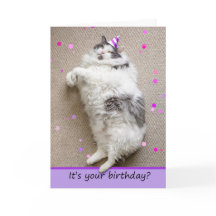 Happy Birthday For Anyone Fat Cat Down For Cake 