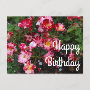 Happy Birthday Fourth of July Rose #1 Postcard