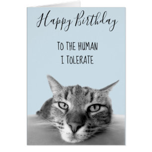 Happy Birthday From Cat To Human I Tolerate Funny