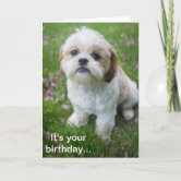 Maturi Blanko-Grußkarte Mit Shih Tzu Hund – Hochwertig, 300 G/m², Inkl. Umschlag, Made In UK