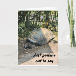 **HAPPY BIRTHDAY** FROM SILLY TURTLE CARD