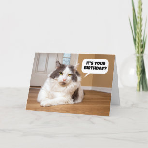 Happy Birthday From The Cat Humour  Holiday Card