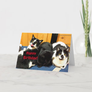 Happy Birthday From Your Cat Collection - Card