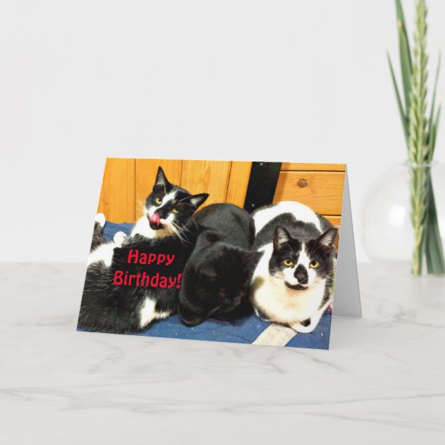 Happy Birthday From Your Cat Collection - Card (Front)