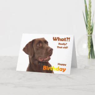 Happy Birthday fun card with Labrador dog