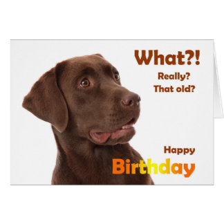 Funny Dog Birthday Cards & Invitations  Zazzle.co.uk