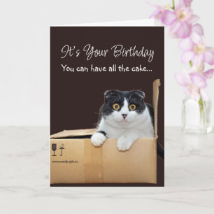 Happy Birthday Funny Cat  Card