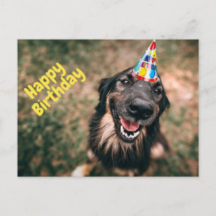 Happy Birthday Funny Dog in Party Hat Postcard