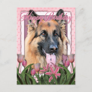 Happy Birthday - German Shepherd - Long Haired Postcard