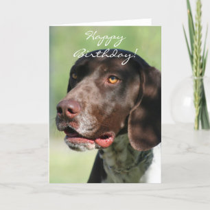 Happy Birthday German Shorthaired Pointer Card