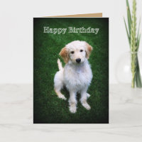 Happy Birthday Golden Doodle Puppy