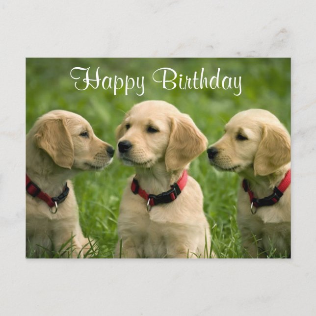 Happy Birthday Golden Retriever Puppies Postcard (Front)