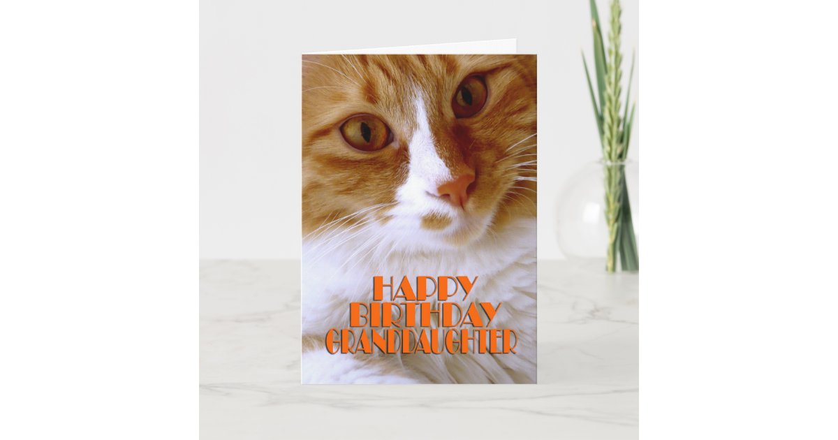 Happy Birthday Granddaughter - Sweet Cat Card | Zazzle.co.uk