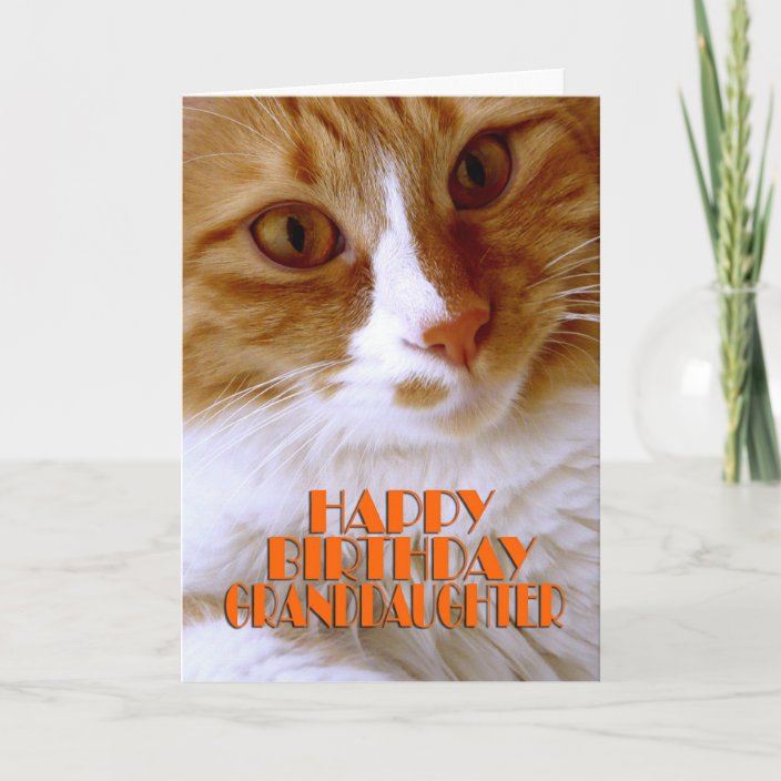 Happy Birthday Granddaughter - Sweet Cat Card | Zazzle.co.uk