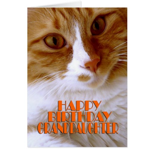 Happy Birthday Granddaughter - Sweet Cat Greeting Card | Zazzle