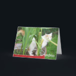 HAPPY BIRTHDAY GRANDMA CARD<br><div class="desc">This Turkish Van loves flowers. I would say that your Grandma will love this card! Please check out my entire line of products here at Zazzle. THANK YOU VERY MUCH.</div>