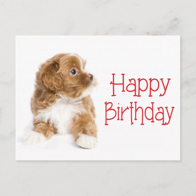 Happy Birthday Havanese Puppy Dog Postcard (Front)