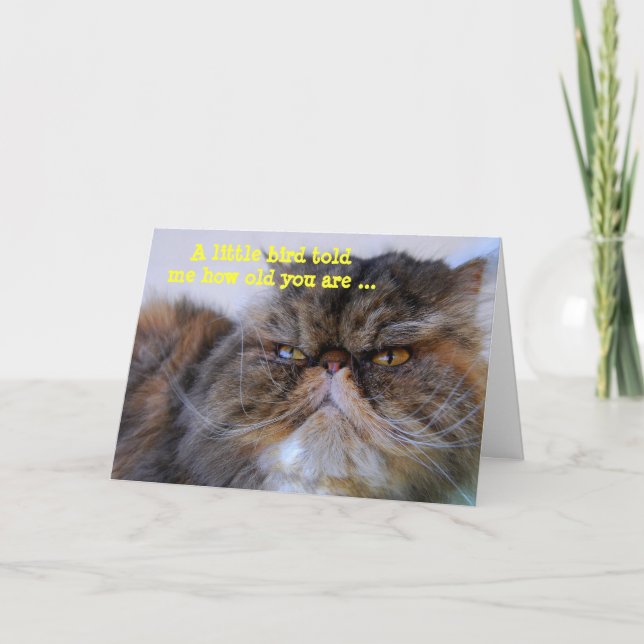 Happy Birthday Humour Calico Persian Kitty Card (Front)