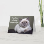 Happy birthday in Polish cute white cat blank Card<br><div class="desc">Wszystkiego najlepszego z okazji urodzin - Happy Birthday in Polish cute white pet cat card.</div>