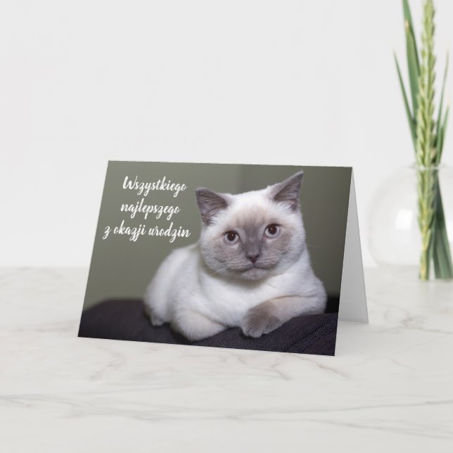 Happy birthday in Polish cute white cat blank Card (Front)