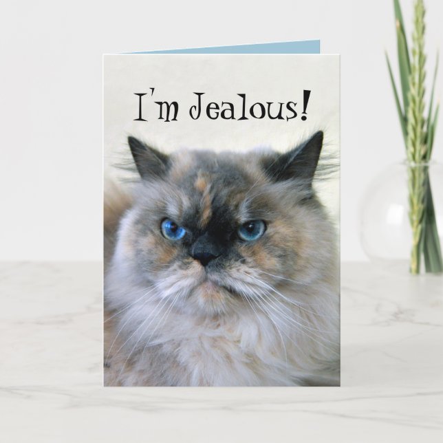 Happy Birthday Jealous Himalayan Persian Cat Humor Card (Front)