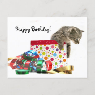Happy Birthday kitten Postcard