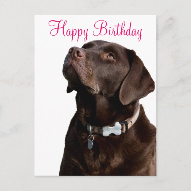 Happy Birthday Labrador Retriever  Dog Post Card (Front)