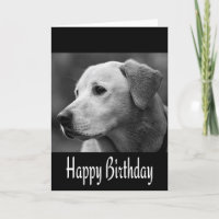 Happy Birthday Labrador Retriever Puppy Dog Black
