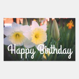 Happy Birthday Large-Cupped Daffodil Stickers