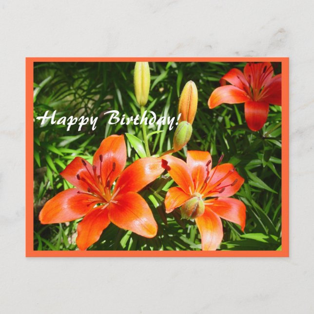 Happy Birthday Lilies Postcard (Front)